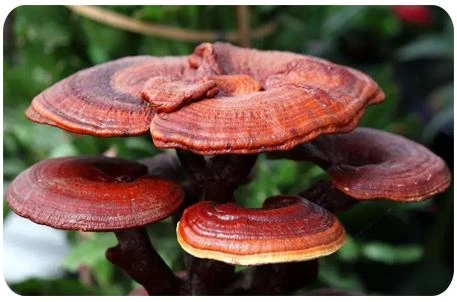 product-1-1 Polysaccharide form ganoderma lucidum