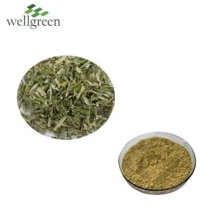 Bột chiết xuất lá hắc mai biển