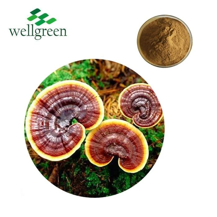 Ganoderma Lucidum Polysaccharide